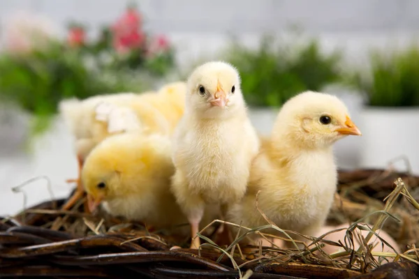 Uma miúda aninhada. fazenda chicken.baby — Fotografia de Stock