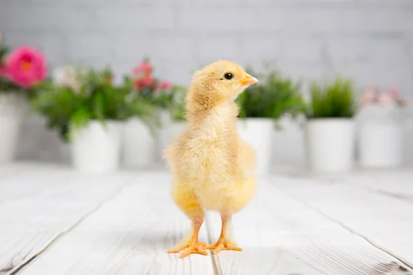 鸡雏鸟。农场 chicken.baby — 图库照片