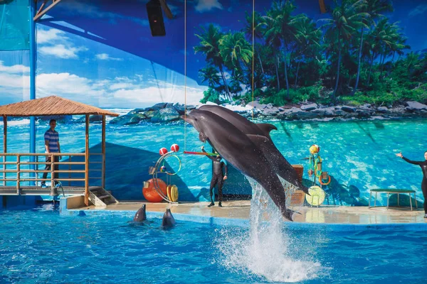 El show de los delfines . — Foto de Stock