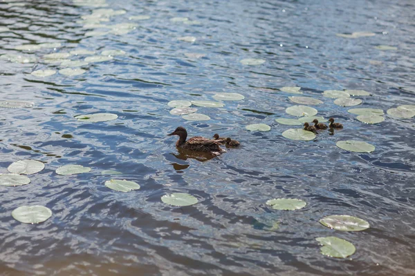 Canard et poussins canetons nageant dans la rivière — Photo