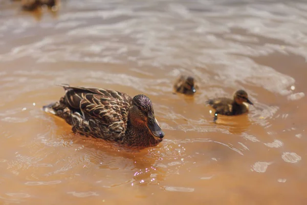 Duck and Chicks ducklings swimming in the river — Stock Photo, Image