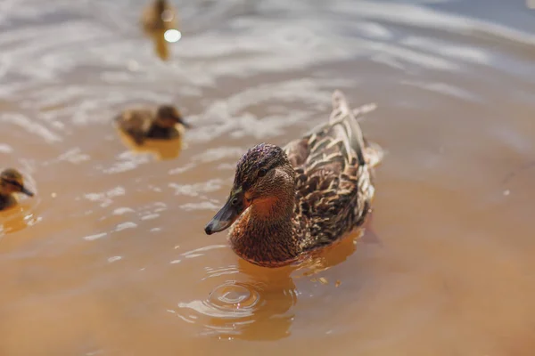 Canard et poussins canetons nageant dans la rivière — Photo