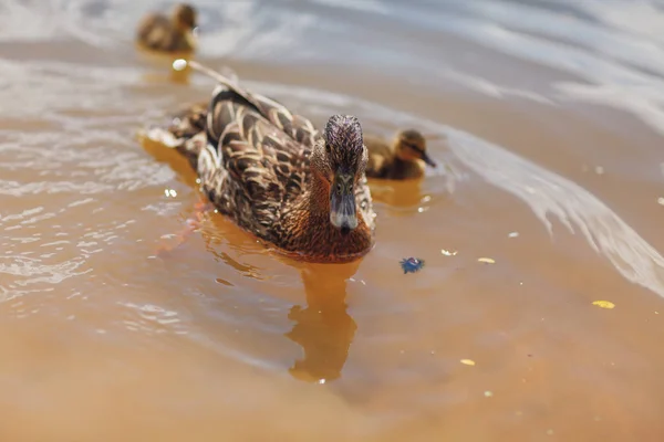 Patos e pintos patinhos nadando no rio — Fotografia de Stock