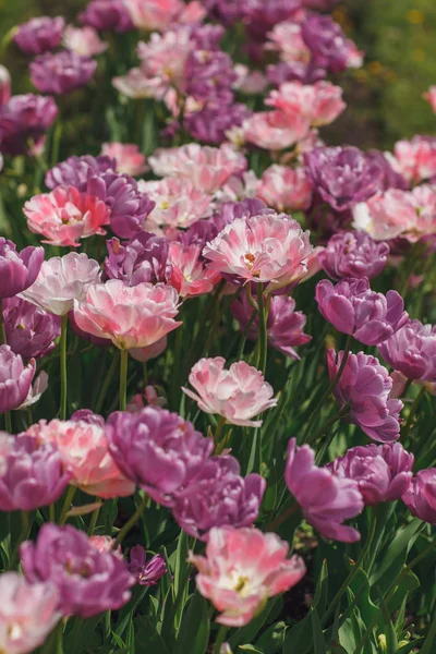 Parkta bir flowerbed üzerinde çiçekler — Stok fotoğraf