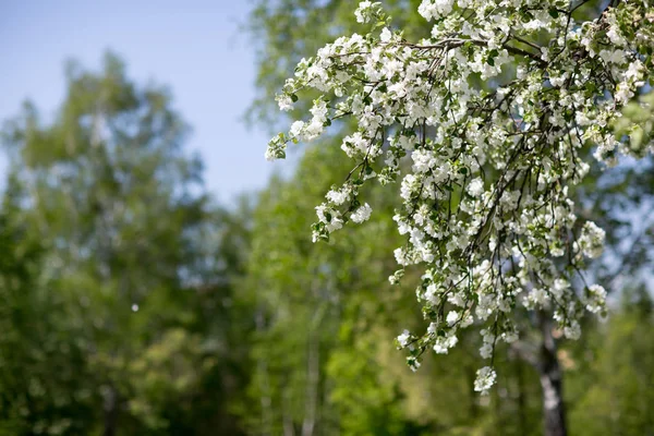 Çiçekli elma ağaçları