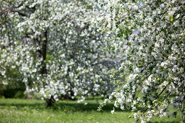 Manzanos en flor — Foto de Stock