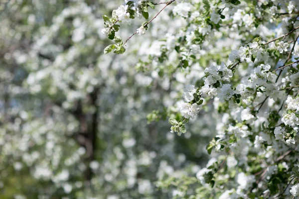 Manzanos en flor — Foto de Stock