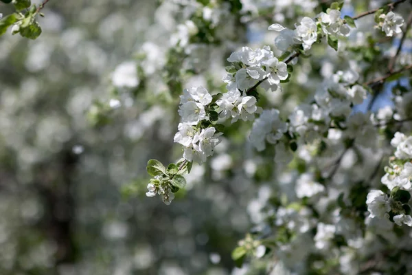 Manzanos en flor — Foto de Stock