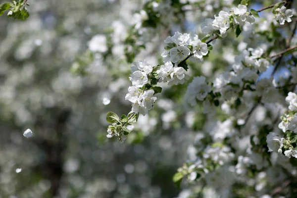 Blommande äppelträd — Stockfoto