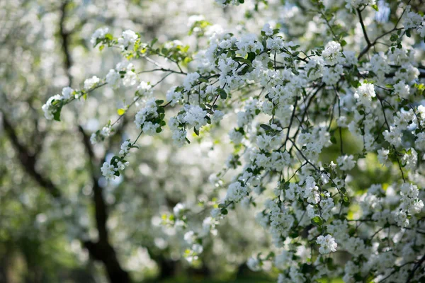 Manzanos en flor — Foto de Stock