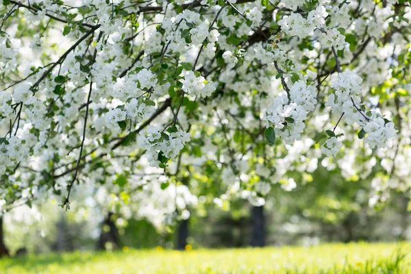 Macieiras floridas — Fotografia de Stock