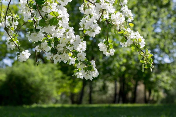 Alberi di mele in fiore — Foto Stock