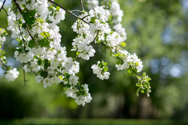 Alberi di mele in fiore — Foto Stock