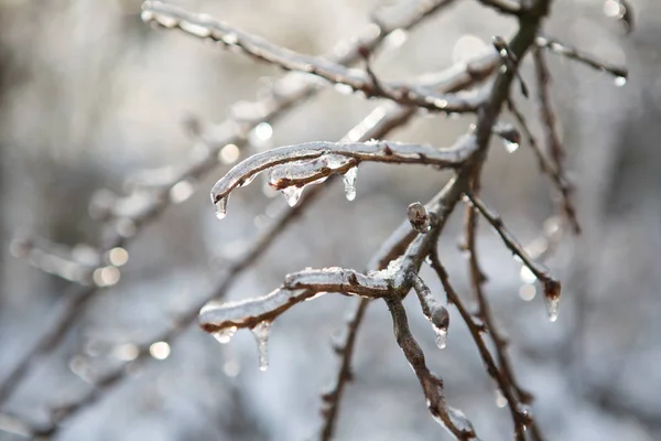 Congelando la naturaleza. hielo — Foto de Stock
