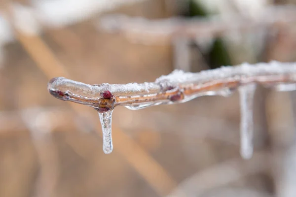 Congelando la naturaleza. hielo — Foto de Stock