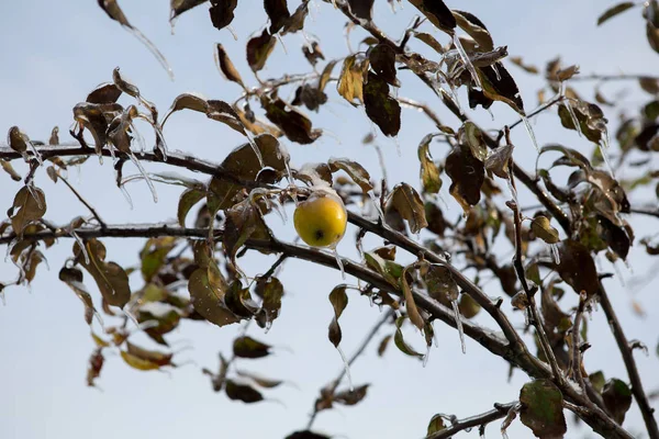 Congelando la naturaleza. invierno — Foto de Stock