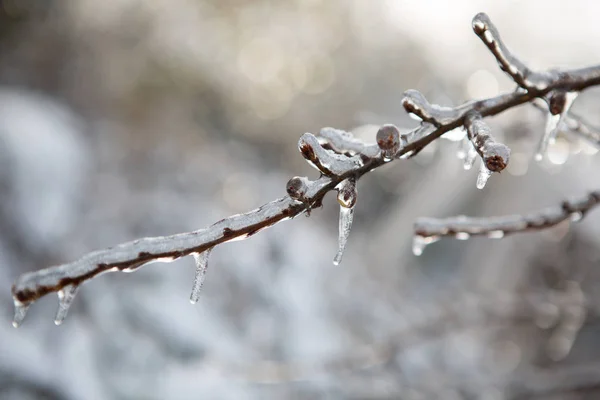 Congelando la naturaleza. hielo Imagen de archivo