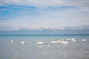 Tavus kuşu. Doğa. Kuş
