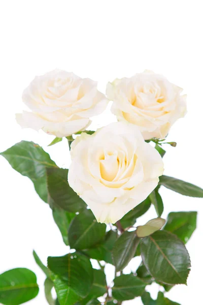 Μπουκέτο λουλούδια σε άσπρο φόντο απομονωθεί — Φωτογραφία Αρχείου