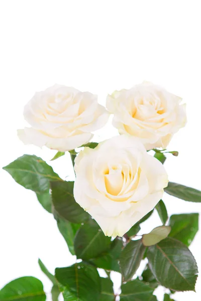 Μπουκέτο λουλούδια σε άσπρο φόντο απομονωθεί — Φωτογραφία Αρχείου