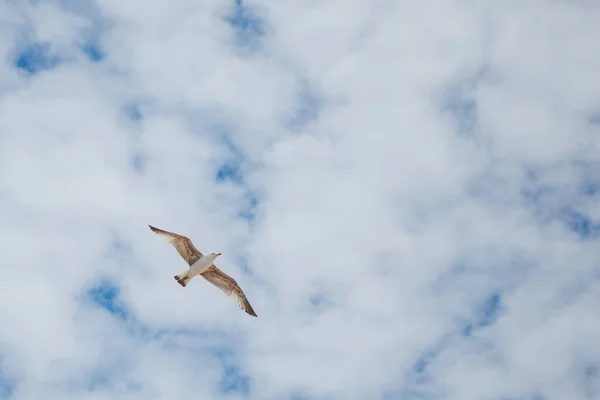 Fågel Seagull flygande — Stockfoto