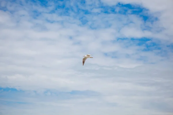 Fågel Seagull flygande — Stockfoto