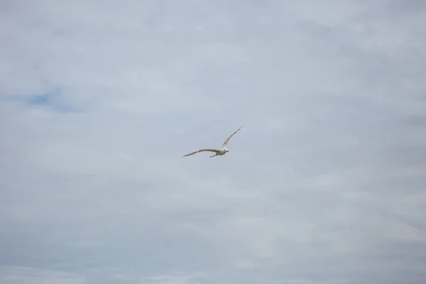 Птичья чайка летит — стоковое фото