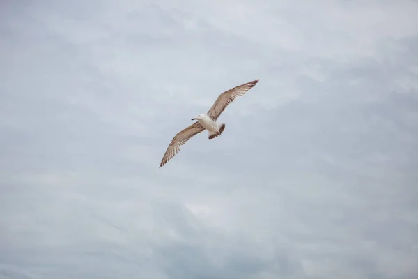 Чайка. Небо. рейс — стоковое фото