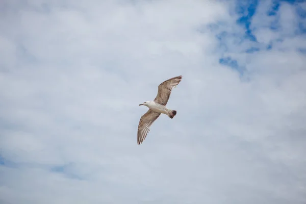 Oiseau Mouette volant — Photo