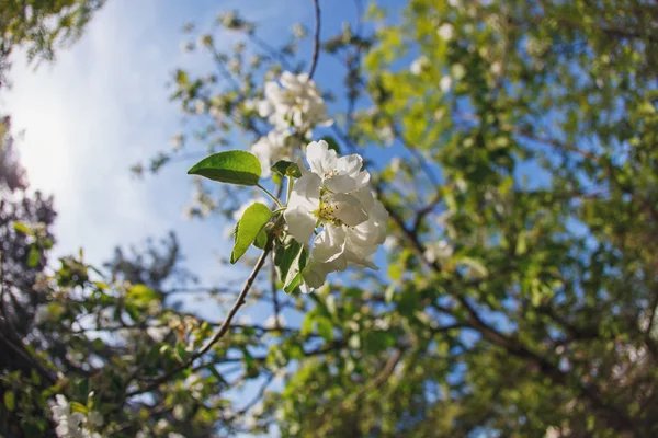 Árboles florecientes. primavera — Foto de Stock