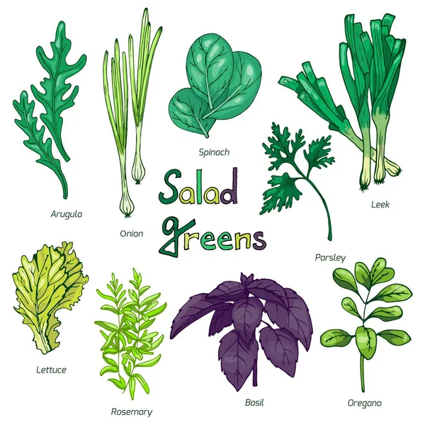 Serie di verdi tirati a mano per insalata — Vettoriale Stock