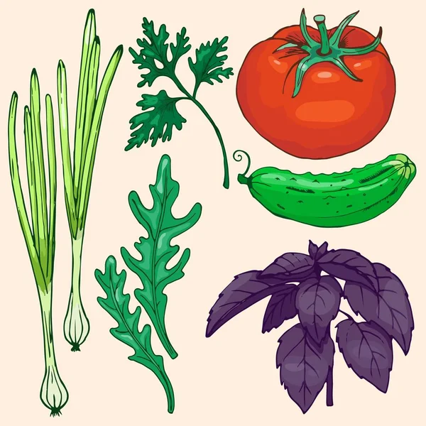 Conjunto de verduras y hierbas maduras — Vector de stock