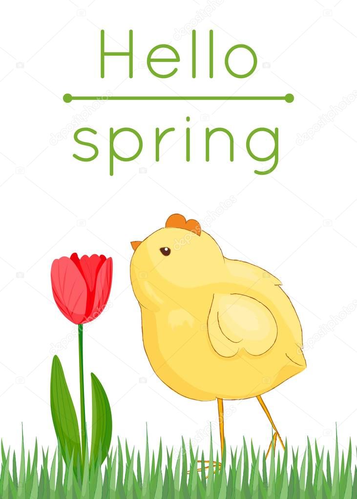 Hello spring card with grass, red tulip and chick