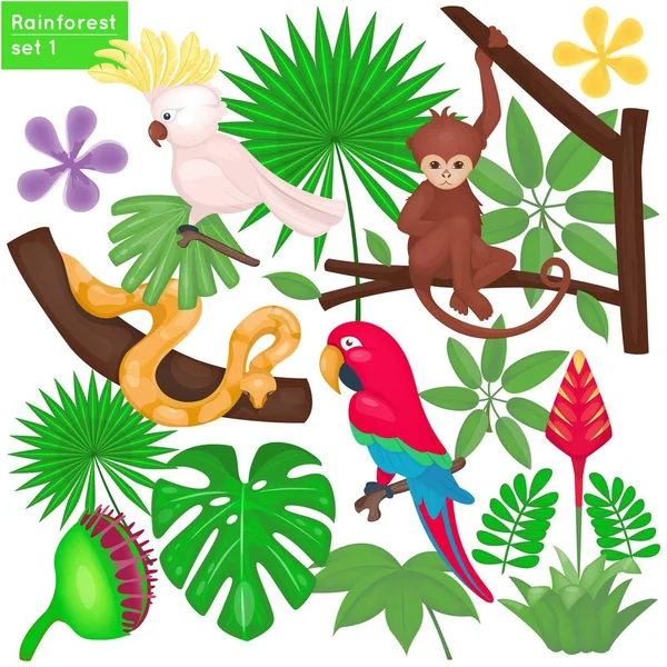 Rainforest and jungle life set — Stock Vector