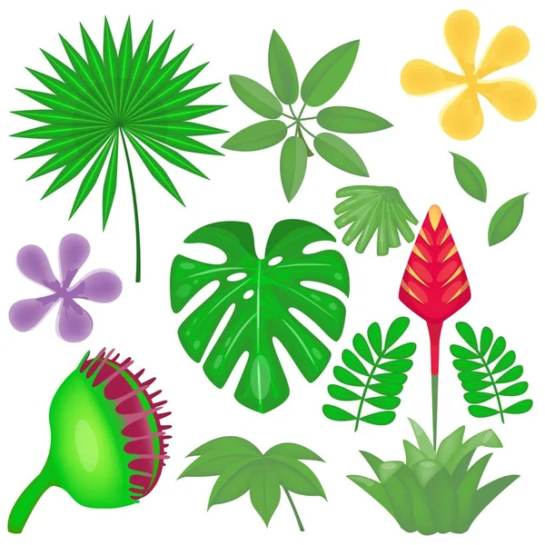 Esőerdők Dzsungel Növények Beállítása Trópusi Levelek Gyűjteménye Vektoros Illusztráció Rajzfilm — Stock Vector