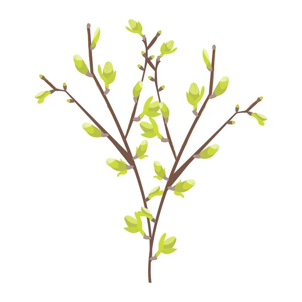 Spring Branch Isolated Green Buds White Background Young Plant Vector — Stock Vector