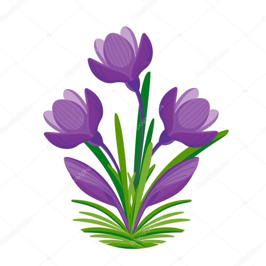 Spring Bouquet of crocuses for woman gift. Violet bloom. Vector illustration. Cartoon style 