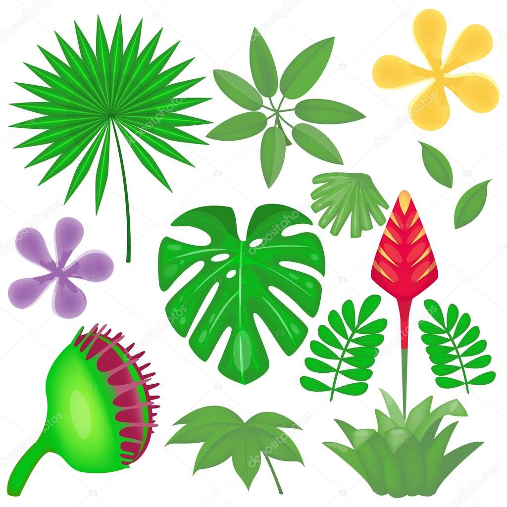Rainforest and jungle plants set. Tropical leaves collection. Vector illustration. Cartoon style.