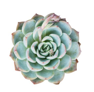  Bahçedeki minyatür sulu bitkiler