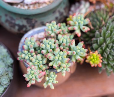  Bahçedeki minyatür sulu bitkiler