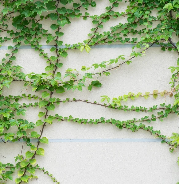 Feuilles Lierre Isolées Sur Fond Blanc — Photo