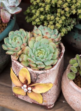  Bahçedeki minyatür sulu bitkiler