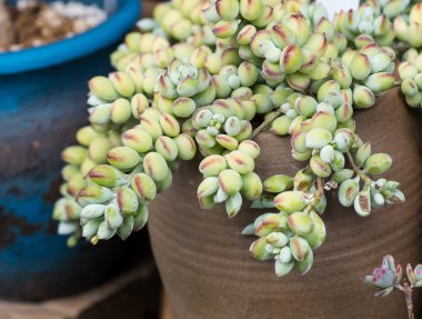  Bahçedeki minyatür sulu bitkiler