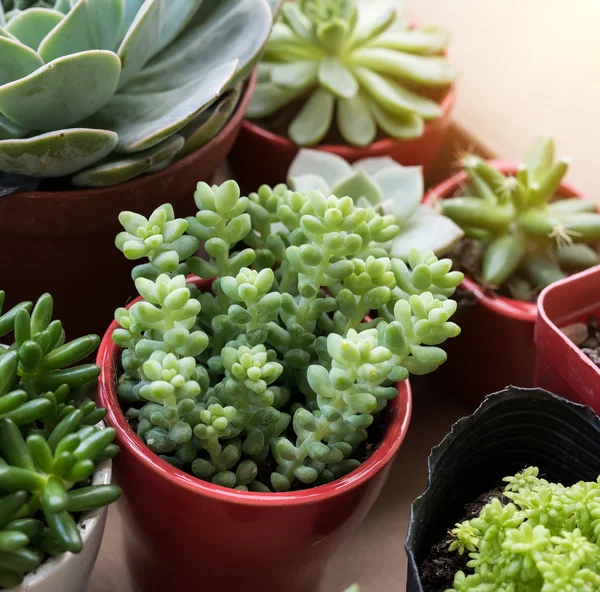 Miniature Succulent Plants Garden — Stock Photo, Image