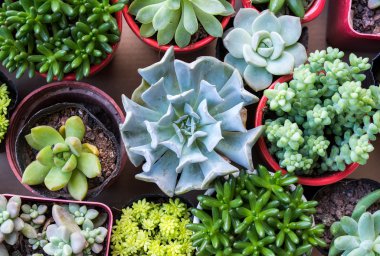  Bahçedeki minyatür sulu bitkiler