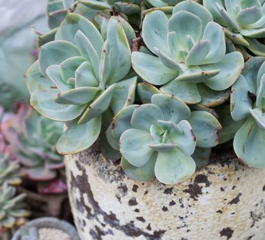  Bahçedeki minyatür sulu bitkiler