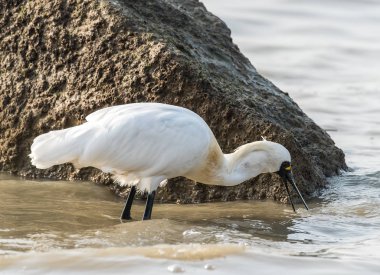 Kaşıkçı maddeler waterland içinde.