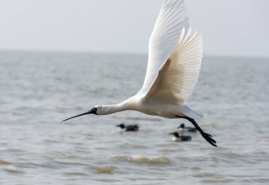 Kaşıkçı maddeler waterland içinde.