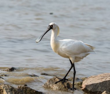 Kaşıkçı maddeler waterland içinde.
