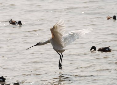 Kaşıkçı maddeler waterland içinde.